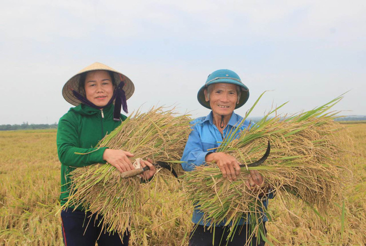 Lần đầu tiên gạo hữu cơ Quảng Trị xuất qua thị trường châu Âu - Ảnh 2.