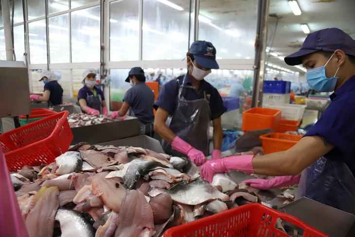 Thị trường Trung Quốc ưa chuộng sản phẩm cá tra nguyên con xẻ bướm đông lạnh hơn là cá tra phi lê và dự báo nhập khẩu thủy sản của Trung Quốc sẽ phục hồi mạnh trong năm 2023 - Ảnh: CHÍ QUỐC