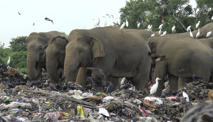 Sri Lanka cấm nhựa một lần để cứu voi - Ảnh 1.