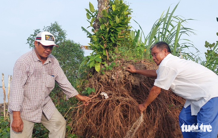 Cuộc phủ xanh cù lao Cá Lóc rất khó khăn vì sạt lở và cây khó thích nghi Ảnh TIẾN TRÌNH