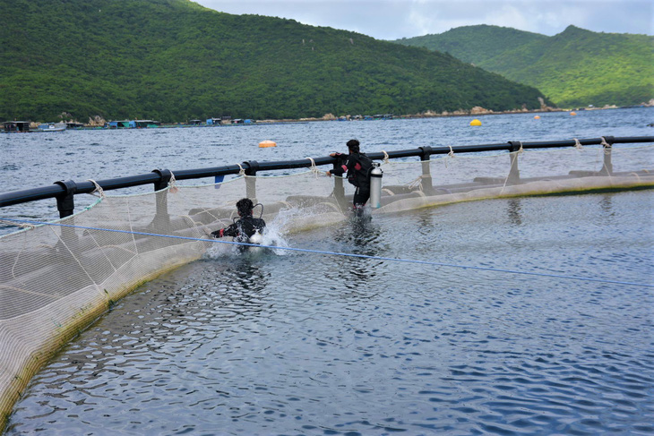 Thợ lặn kiểm tra lồng nuôi định kỳ tại dự án nuôi biển trên vịnh Vân Phong (Khánh Hòa) - Ảnh: MINH CHIẾN