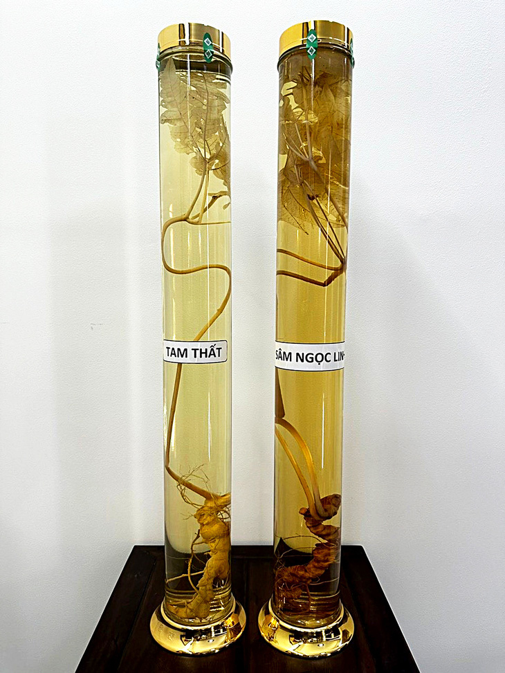 Sâm Ngọc Linh (phải) và tam thất được trưng bày tại Bảo tàng Sâm Ngọc Linh để người tiêu dùng phân biệt - Ảnh: Bảo tàng cung cấp