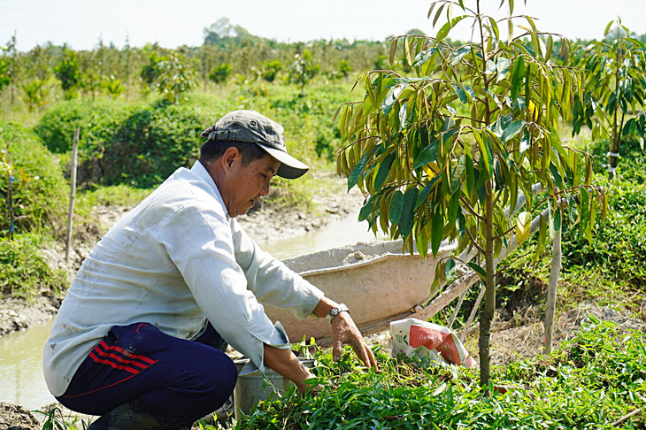Các chuyên gia khuyến cáo việc nông dân khu vực ĐBSCL đua nhau chuyển đất lúa sang trồng sầu riêng sẽ tiềm ẩn nhiều rủi ro  - Ảnh: M.TRƯỜNG