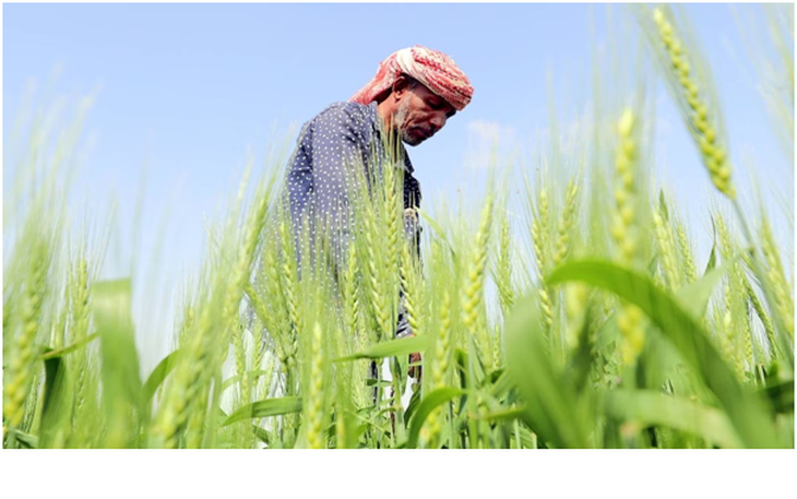 UAE trồng lúa mì trên sa mạc để cải thiện an ninh lương thực