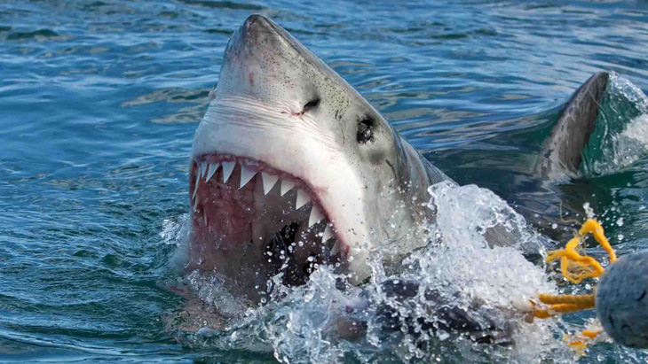 Sống sót kỳ diệu dưới lưỡi hái tử thần - Kỳ 2: Lênh đênh trên vùng biển cá mập hổ - Ảnh 1.