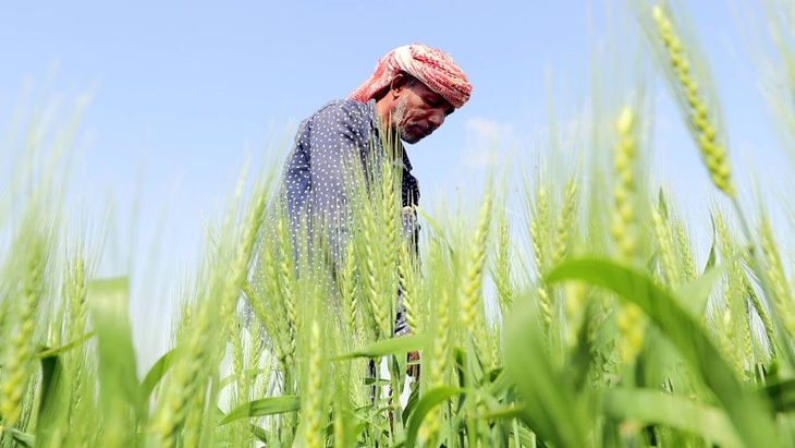 UAE trồng lúa mì trên sa mạc để cải thiện an ninh lương thực - Ảnh 1.