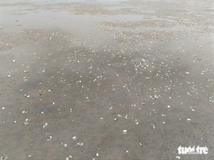 Hàng chục tấn ngao chết trắng trên bãi biển Cồn Vạn - Ảnh 2.