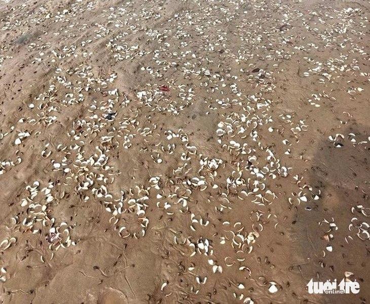 Hàng chục tấn ngao chết trắng trên bãi biển Cồn Vạn - Ảnh 3.