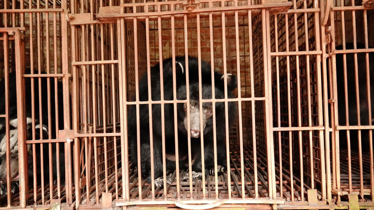 Cứu hộ 5 con gấu bị nuôi nhốt hơn 20 năm ở Hà Nội - Ảnh 1.