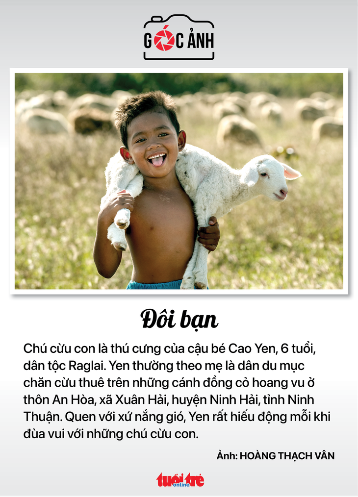 Bé Cao Yen và "người bạn" cừu con