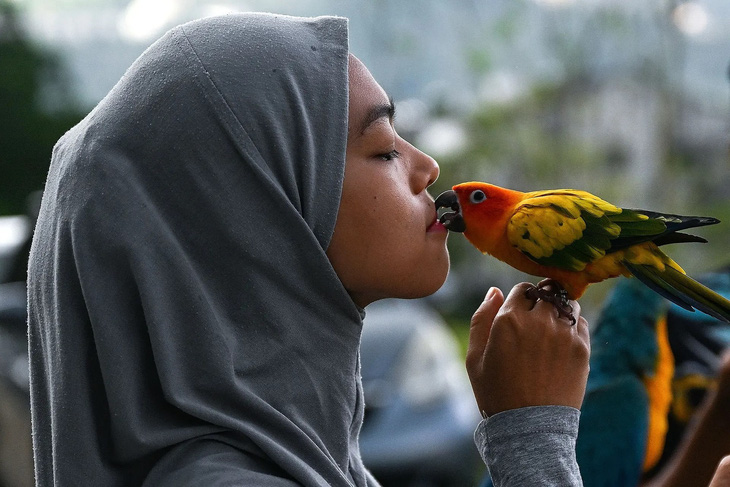 Cô gái có tên Asriyanti Iskandar trong ảnh đang hôn con vẹt Sun Concure (Vẹt mặt trời) của cô trong một sự kiện dành cho những người yêu vẹt tổ chức tại vùng Bangi thuộc ngoại ô thủ đô Kuala Lumpur của Malaysia - Ảnh: AFP