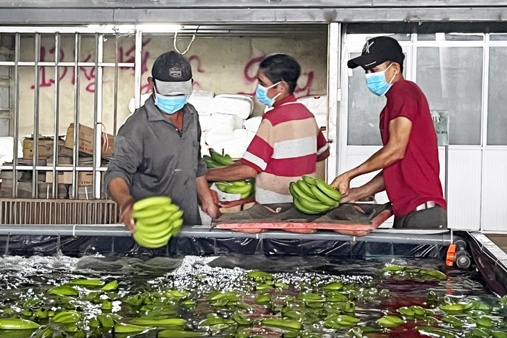 Công nhân sơ chế, đóng gói chuối tươi xuất khẩu tại một doanh nghiệp ở huyện Trảng Bom, Đồng Nai - Ảnh: A LỘC