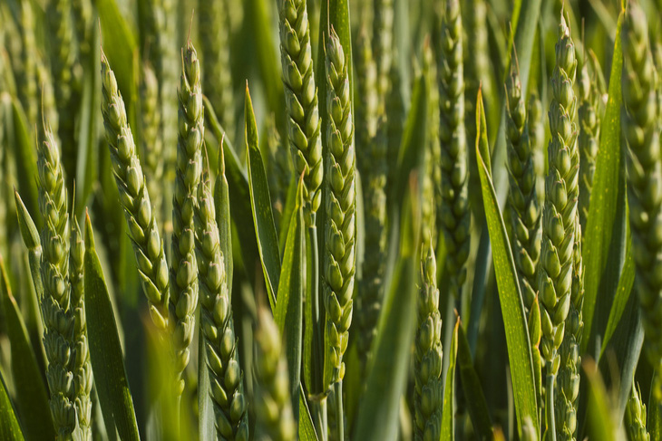 Phát hiện gene liên quan khả năng chịu hạn của lúa mì - Ảnh 1.