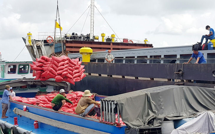 Giá lúa tăng mạnh: Nông dân vui, doanh nghiệp thận trọng