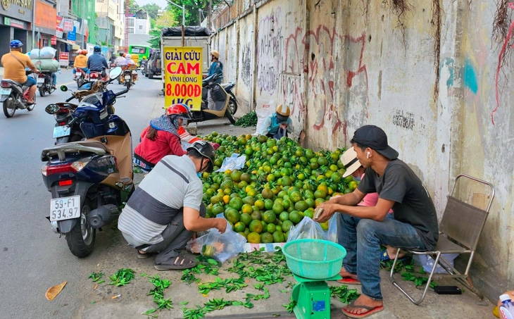 Người Sài Gòn giải cứu cam miền Tây - Ảnh 2.