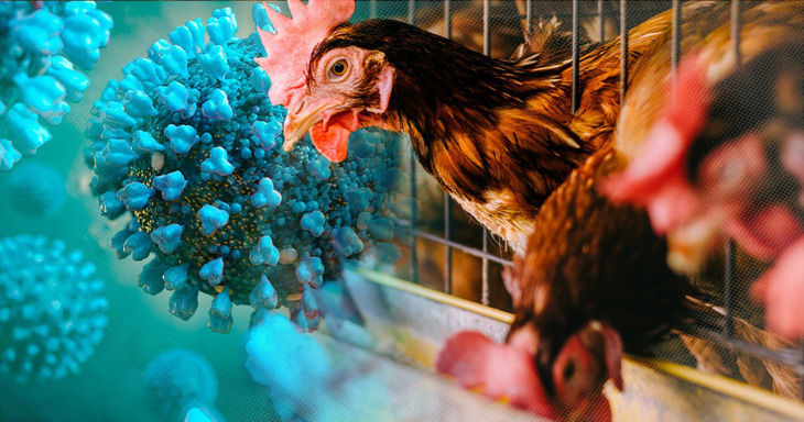 Chuyên gia cảnh báo: H5N1 có thể lây từ chim trời, không nhất thiết là gà, vịt - Ảnh 1.
