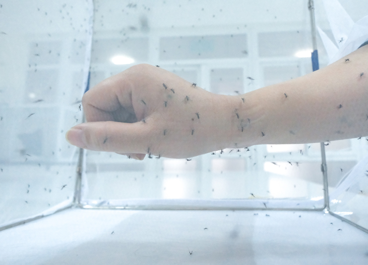 Cán bộ y tế cho muỗi đốt để phục vụ nghiên cứu tại Viện Sốt rét - Ký sinh trùng, Côn trùng trung ương - Ảnh: NAM TRẦN