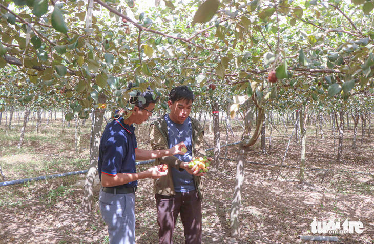 Người trồng táo Ninh Thuận điêu đứng vì bụi công trình cao tốc - Ảnh 1.