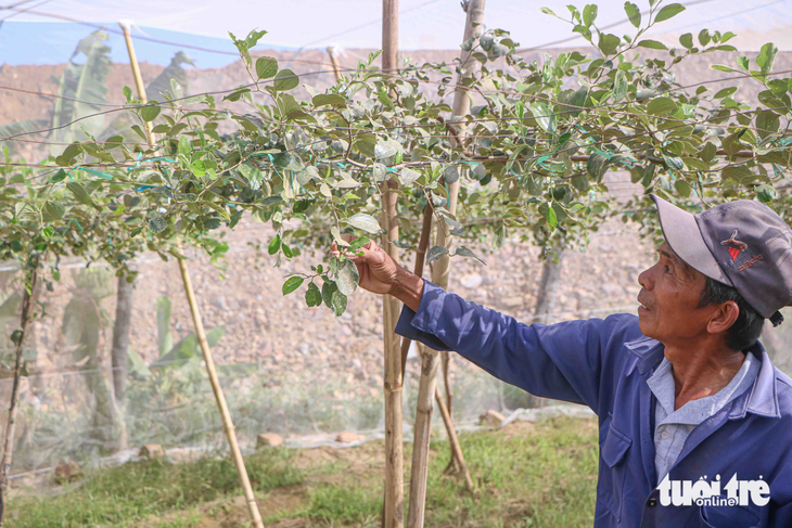 Người trồng táo Ninh Thuận điêu đứng vì bụi công trình cao tốc - Ảnh 3.