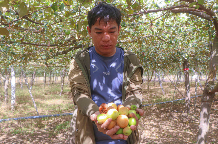 Người trồng táo Ninh Thuận điêu đứng vì bụi công trình cao tốc - Ảnh 4.