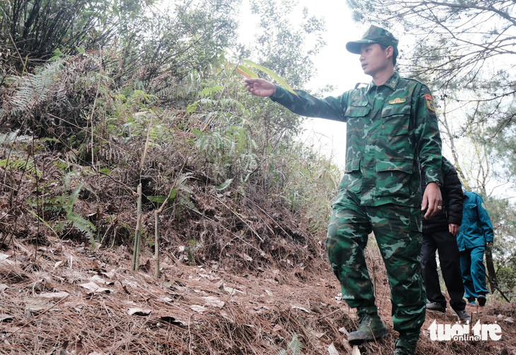 Lũy tre Việt làm hàng rào mềm, dựng thành lũy xanh biên giới - Ảnh 1.