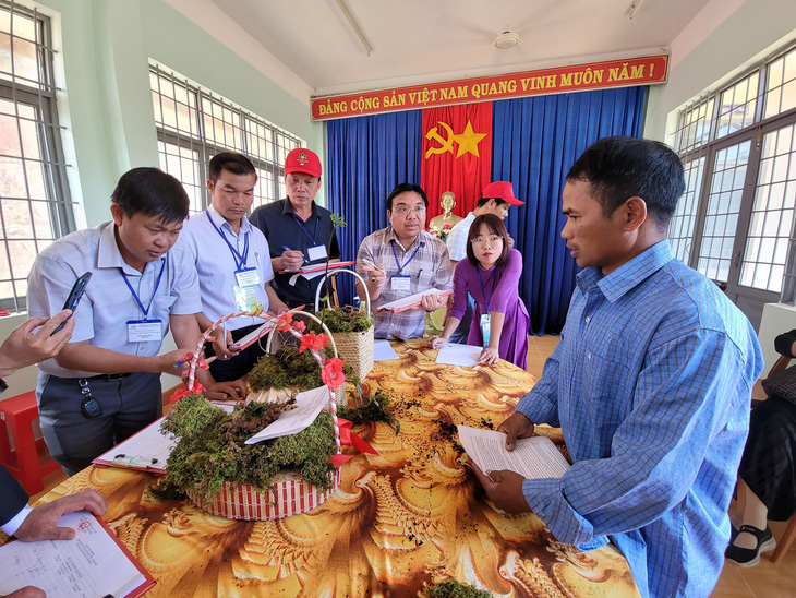 Thủ phủ sâm Ngọc Linh tổ chức hội thi, củ sâm giải nhất chốt đấu giá 250 triệu đồng - Ảnh 1.