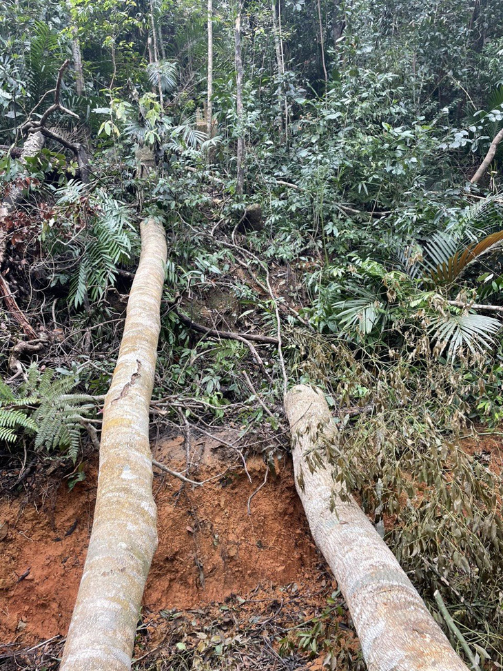 Phá rừng, đốn hạ hơn 21.000 mét khối gỗ ở Khánh Hòa - Ảnh 3.