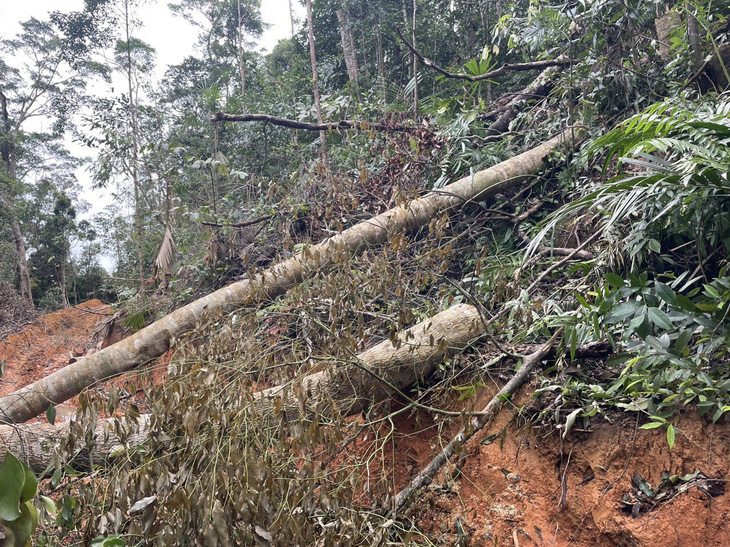 Phá rừng, đốn hạ hơn 21.000 mét khối gỗ ở Khánh Hòa - Ảnh 1.