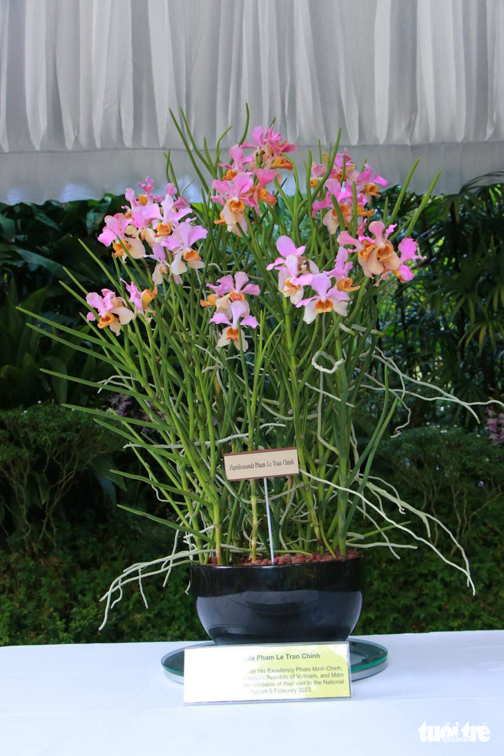 Singapore lấy tên Thủ tướng Phạm Minh Chính và phu nhân đặt cho loài hoa lan mới - Ảnh 4.
