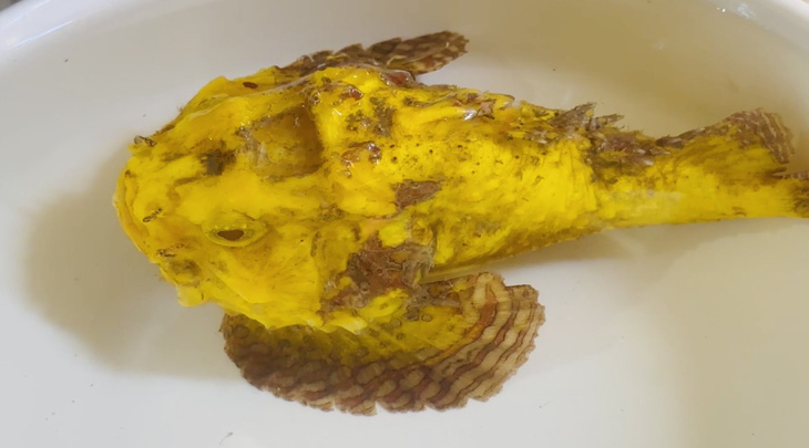 Con cá mặt quỷ "đột biến" vàng ươm khác hoàn toàn với đồng loại được tìm thấy ở đảo Lý Sơn - Ảnh: T.H