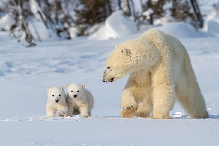 Trong ảnh, gấu mẹ và hai con đang đi trong Vườn quốc gia Wapusk ở tỉnh bang Manitoba, Canada. Ngày 27-2 hàng năm được chọn là Ngày Gấu bắc cực thế giới theo sáng kiến khởi xướng năm 2011 của tổ chức phi lợi nhuận bảo tồn gấu Bắc cực có tên Polar Bears International nhằm nâng cao nhận thức về tác động của biến đổi khí hậu với loài động vật này - Ảnh: GETTY