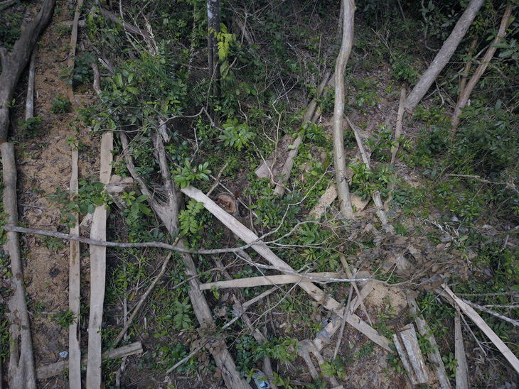 Khởi tố vụ tàn sát hàng trăm cây rừng ở Gia Lai - Ảnh 1.