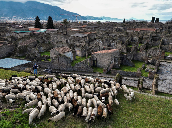 Đàn cừu thảnh thơi ăn cỏ để giải cứu thành cổ Pompeii - Ảnh 1.
