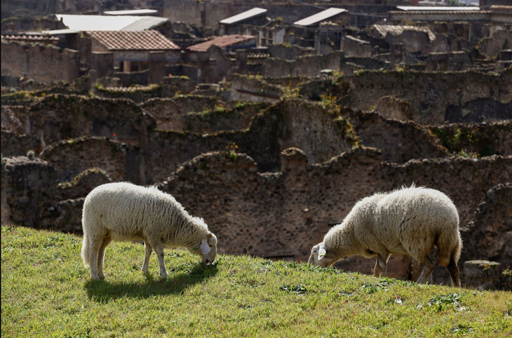 Đàn cừu thảnh thơi ăn cỏ để giải cứu thành cổ Pompeii - Ảnh 2.