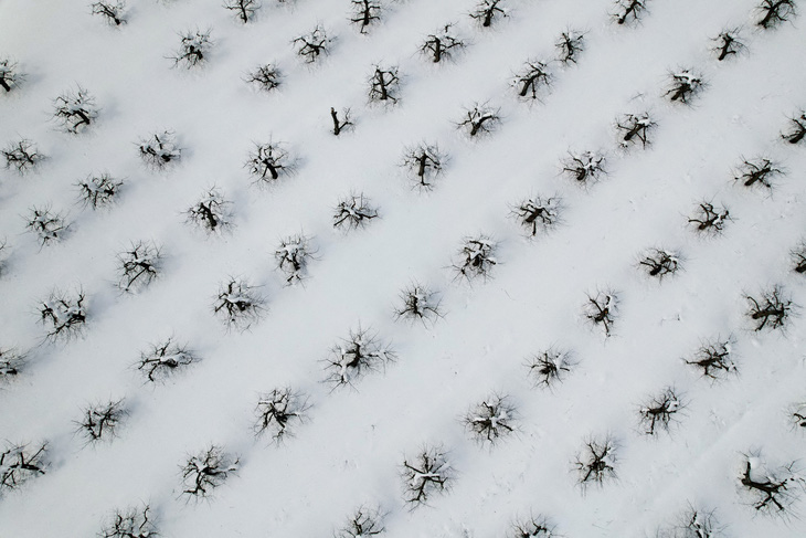 Khung cảnh nhìn từ trên cao ở một vườn táo của trang trại Hollis Hills tại TP Fitchburg, bang Massachusetts, Mỹ sau cơn bão tuyết. Hình chụp ngày 15-3 - Ảnh: REUTERS
