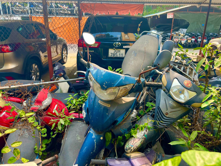 Xe máy phơi nắng phơi mưa, hư hỏng nặng, xếp chồng lên nhau, cỏ dại leo um tùm tại Hà Nội - Ảnh: DANH TRỌNG