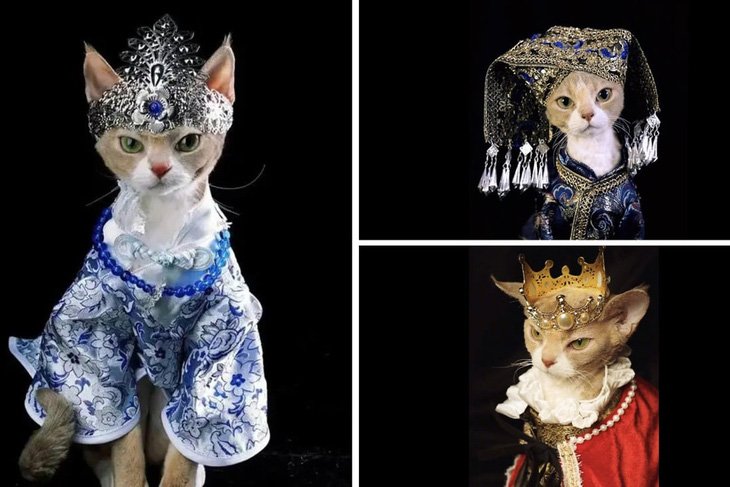 Mẫu mèo chụp hình quý tộc, thần thái ‘chanh sả’ đừng hỏi - Ảnh 1.