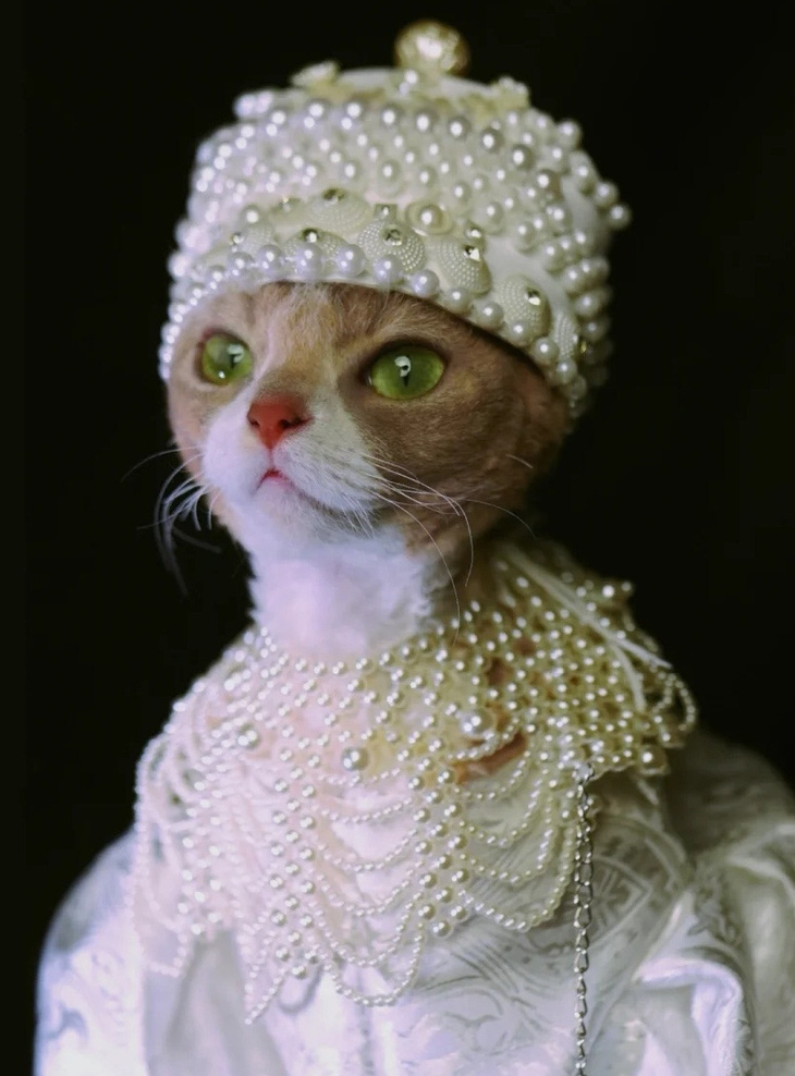 Mẫu mèo chụp hình quý tộc, thần thái ‘chanh sả’ đừng hỏi - Ảnh 3.