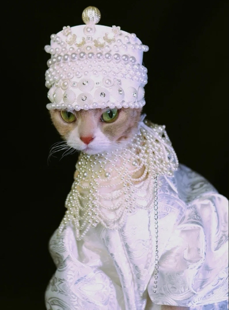 Mẫu mèo chụp hình quý tộc, thần thái ‘chanh sả’ đừng hỏi - Ảnh 4.