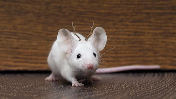 Hình ảnh chiếc gạc hươu mini trên đầu chuột bạch - Ảnh minh họa: IFLSCIENCE