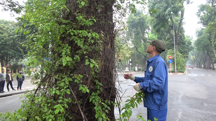 “Bác sĩ” Vương đang“ khám bệnh” cho cây đa cổ thụ trê nđường Điện Biên Phủ - Ảnh: Tâm Lê