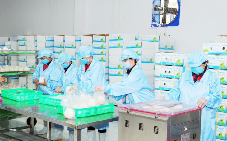 Sơ chế và đóng gói dừa xuất khẩu tại Công ty Vina T&T - Ảnh: Vina T&T