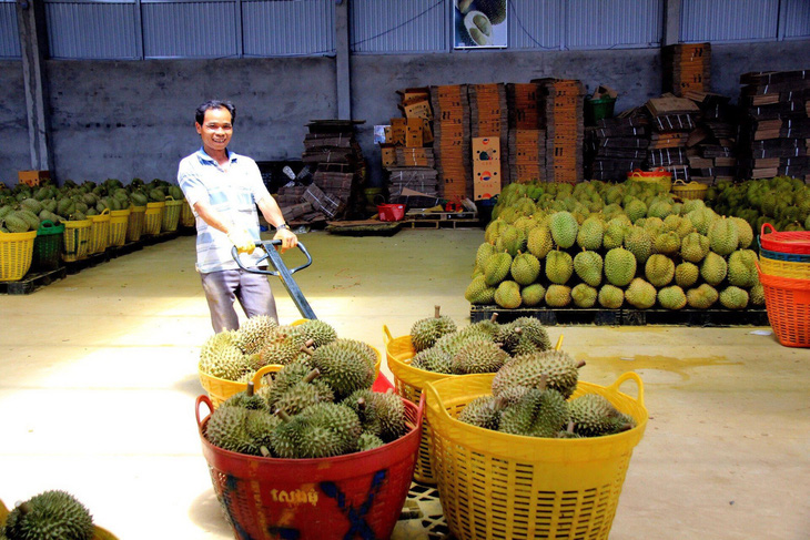 Đắk Lắk cho biết sẽ không mở rộng diện tíchmà tập trung bảo vệ và mở rộng thêm mã vùngtrồng theo hướng chất lượng - Ảnh: TÂM AN