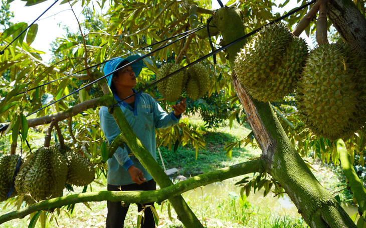 Ồ ạt trồng sầu riêng bất chấp khuyến cáo: Luẩn quẩn trồng chặt - trồng chặt