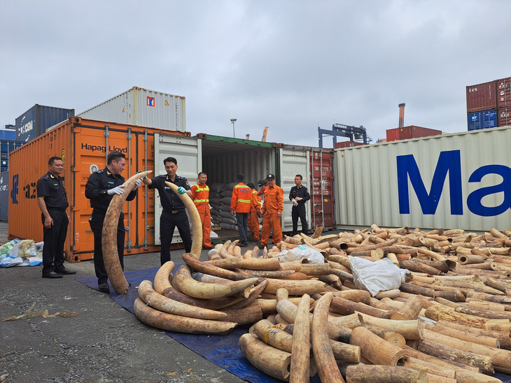 Phát hiện 7 tấn ngà voi nhập lậu từ châu Phi - Ảnh 1.
