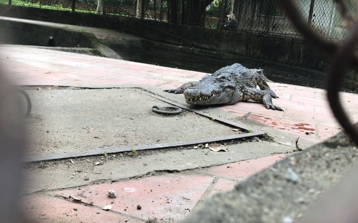 Bất an với đàn cá sấu nuôi trong chuồng xuống cấp trong công viên