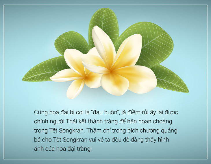 Hoa đại, hoa sứ  hoa của mâu thuẫn,  hoa của ai? - Ảnh 5.