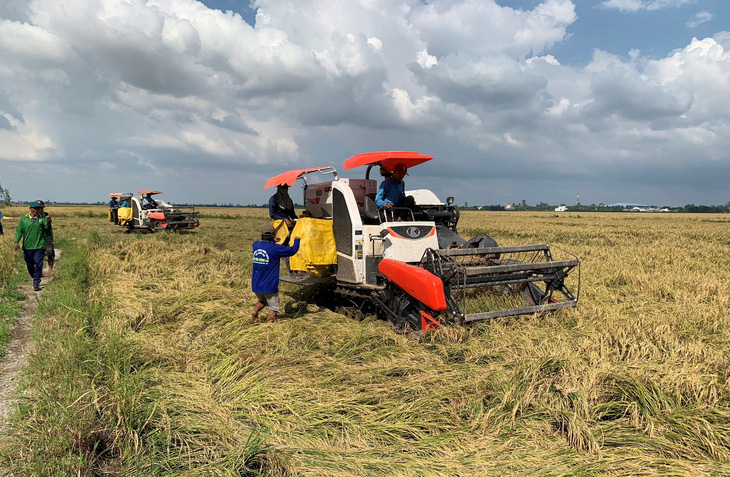 Nông dân An Giang được mùa - được giá nhưng vẫn khó đạt lợi nhuận 100% - Ảnh: BỬU ĐẤU