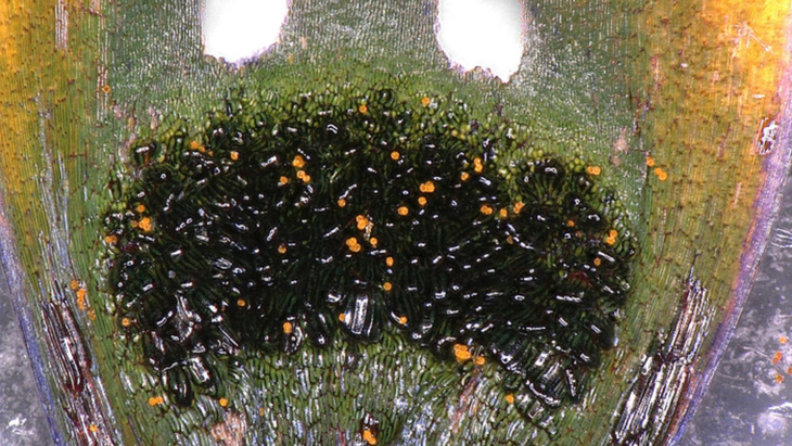 Bất ngờ loài cúc họa mi tạo ra ruồi cái giả dụ ruồi đực tới thụ phấn giùm - Ảnh 1.