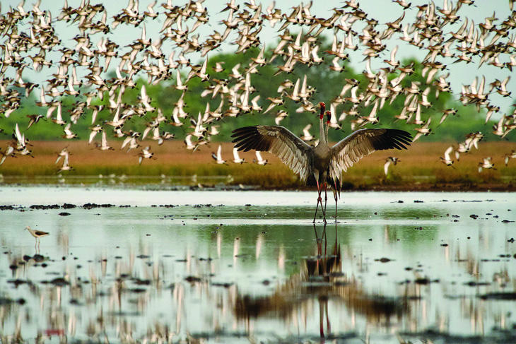 Đôi sếu cuối cùng trong buổi sáng 17-3. Khi đàn chim suốt hàng ngàn con bay loạn xạ, chim trống giang rộng cánh che chở cho chim mái.